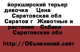 йоркширский терьер (девочка) › Цена ­ 12 000 - Саратовская обл., Саратов г. Животные и растения » Собаки   . Саратовская обл.